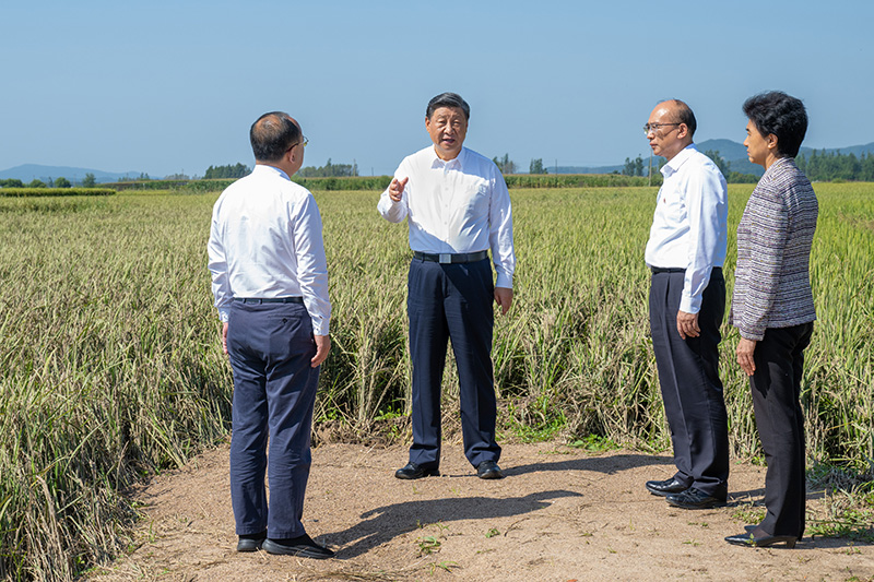 9月6日至8日，中共中央总书记、国家主席、中央军委主席习近平在黑龙江考察。这是7日上午，习近平在遭受洪涝灾害的哈尔滨尚志市老街基乡龙王庙村，观察水稻受灾情况。